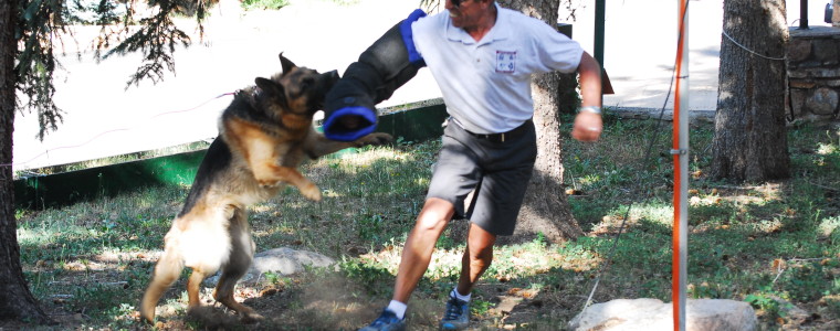 Mountain Canine College What is the difference between Personal Protection  vs. Schutzhund dog training? - Mountain Canine College